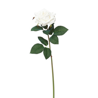 Jets de roses Rosa