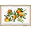 Five Lemons - Single Picture Frame Print-1063878981