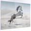 Photographie d'un cheval blanc au galop-35105335-35105341