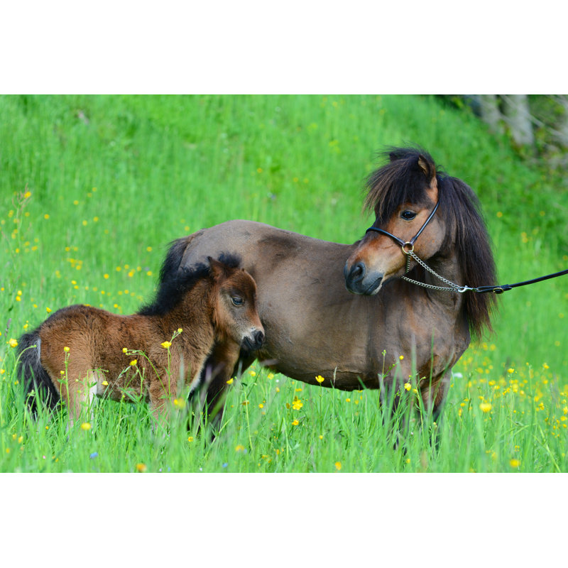 «Miniature Horse With a Foal» - Photographie sur toile tendue, L 36 po x H 24 po