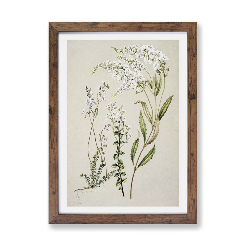 Veronica Flowers - Framed Print, Walnut, 24cm H x 33cm W x 2cm D