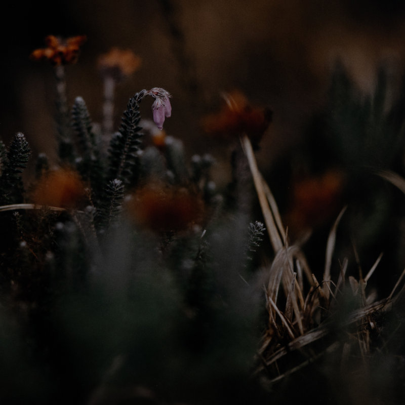 First Bloom Print by Annie Spratt, 32" H x 24" W x 2.5" D