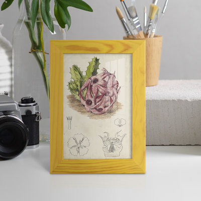 Cactus antique III, impression sur papier