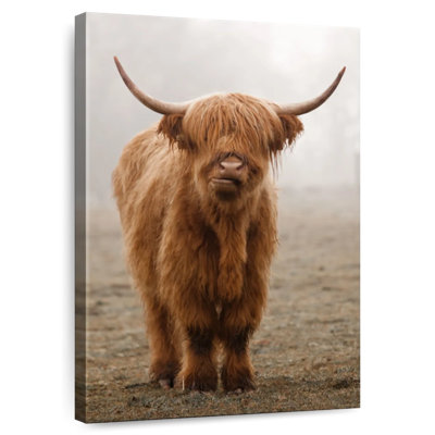Brampt Horned Highland Cow