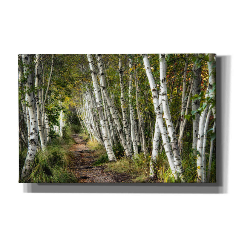 «A Walk Through the Birch Trees» par Danny Head, art mural sur toile, H 26 po x l 40 po x P 1,5 po