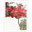 Bougainvillea Tree 2 Print by Nathan Turner