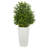 Sweet Grass Plant in White Planter