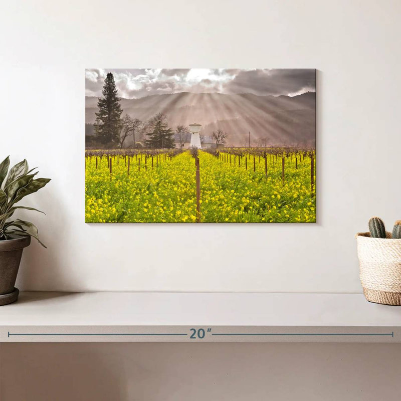 Vignes de Napa Valley, H 8 po x l 12 po