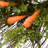 24" Carrot Easter Wreath