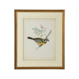 Delicate Birds V Print
