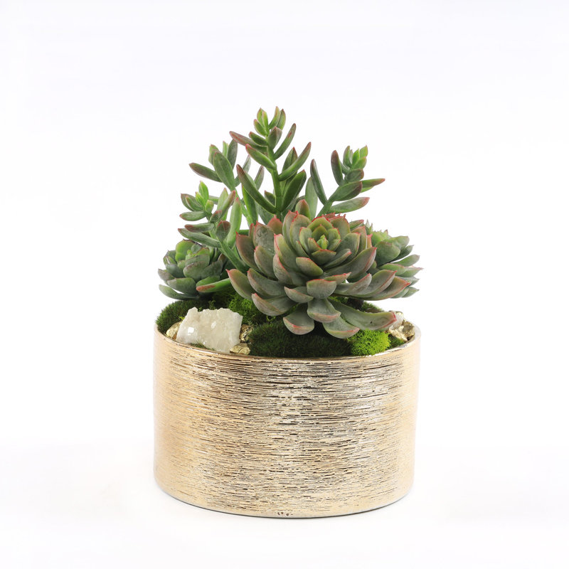 Plante grasse artificielle 9 po en pot