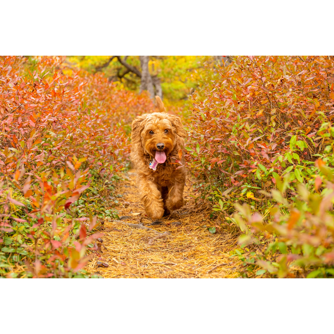 Golden Doodle von Nycshooter - Druck auf Leinwand ohne Rahmen