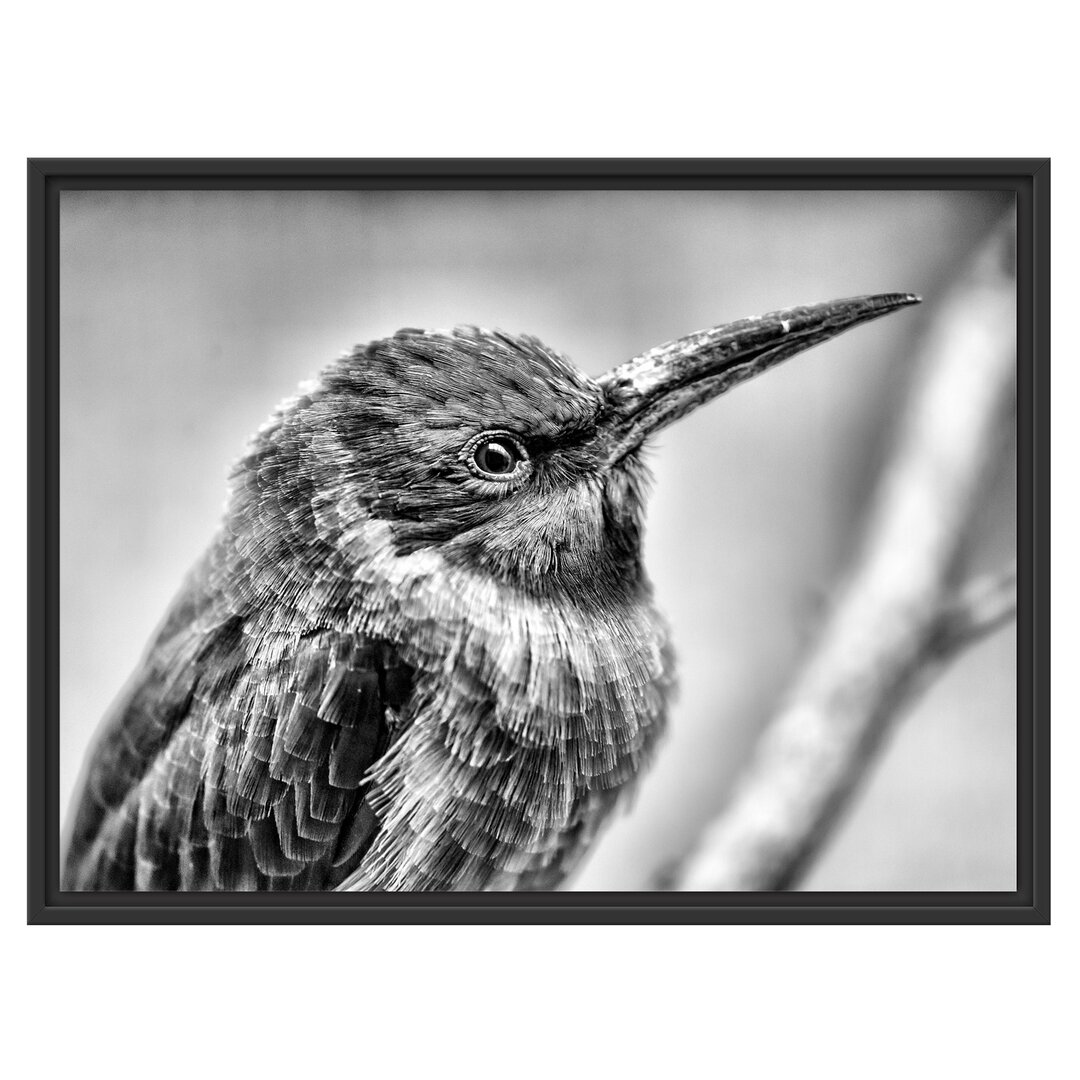 Gerahmtes Wandbild kleiner tropischer Vogel