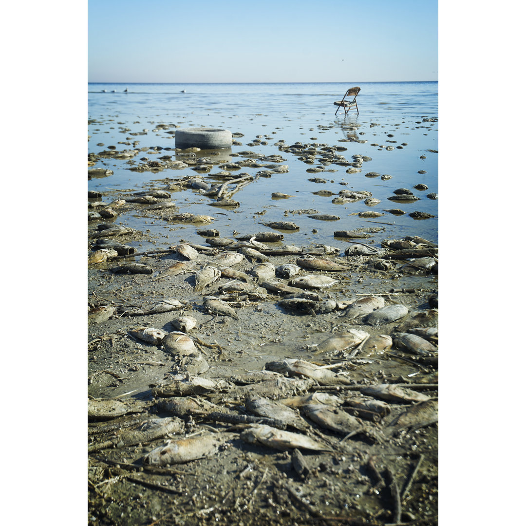 Toter Fisch in Salton Beach von JonGorr - Leinwandbild