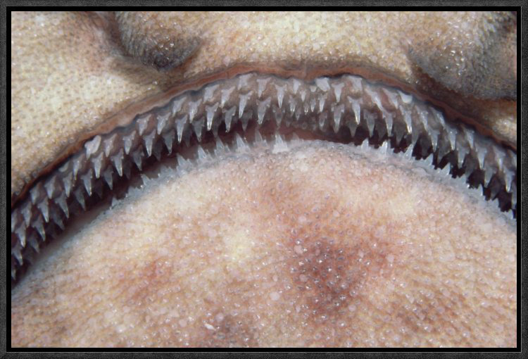 " Swell Shark Close-Up Of Teeth ", 12" H x 18" W, Wrapped Canvas