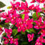4 pi. Bougainvillée artificiel en spirale résistant aux rayons UV (intérieur / extérieur)-1041919003