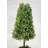 38 " H Faux Boxwood Tree-325286317