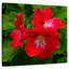 Fleurs d'hibiscus rouges Harnek-109215858