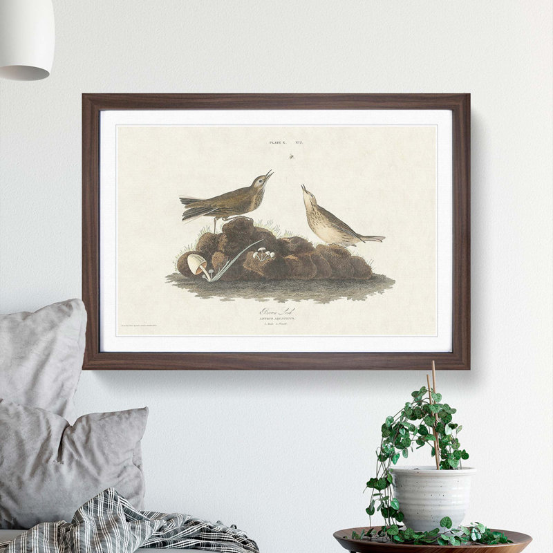 Brown Larks by John James Audubon - Framed Print, 36cm H x 48cm W x 2cm D, Walnut Framed