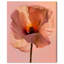 Amber Radiance I Print by Oliver Gal-337204737-337204764