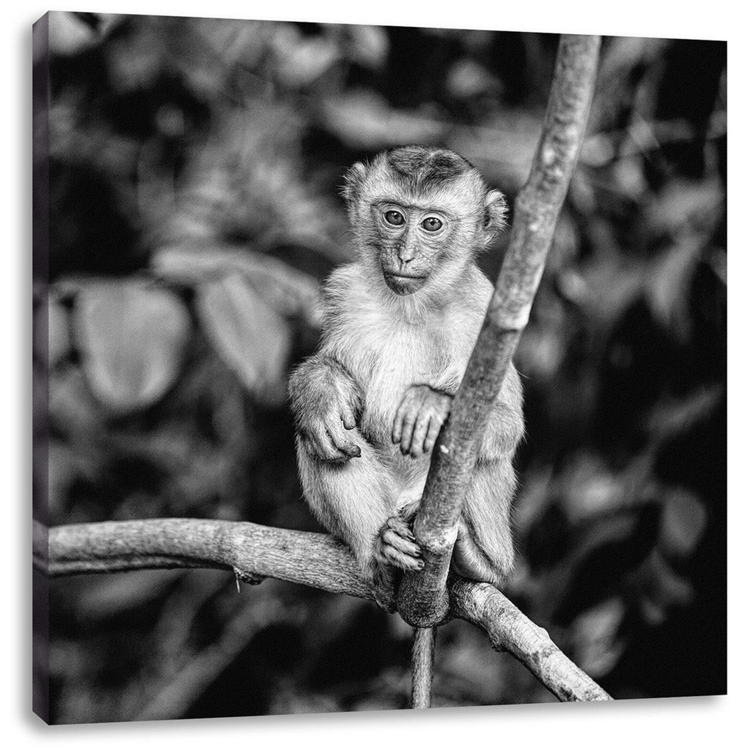 Leinwandbild Little Monkey Sits on Branch