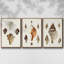 Sowerby Shells IV, ensemble de 3 toiles encadrées sur toile-97706436-97706437