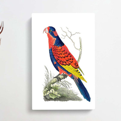 Indian Lory Bird by George Shaw - Wrapped Canvas