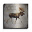 "Moose Lodge 2" par Lightbox Journal sur métal-1025750240