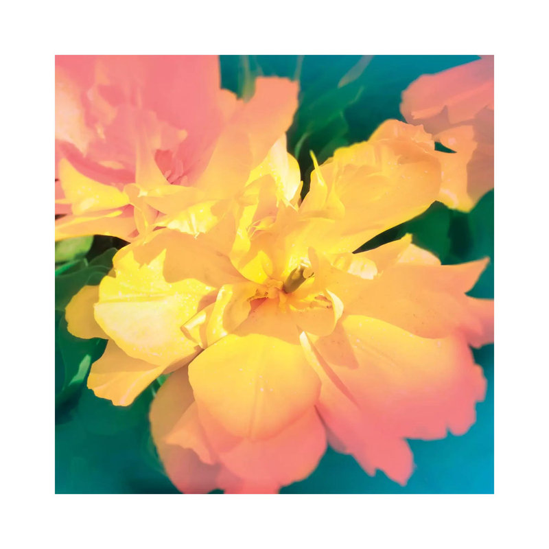 Electric Flower by Beli - Wrapped Canvas Print, 66.04 cm H x 66.04 cm W x 3.175 cm D