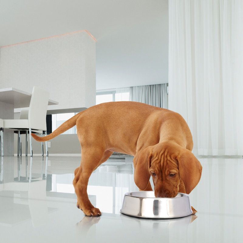 Stainless Steel Anti-Skid Ant-Resistant Pet Bowl, 16 oz
