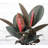 Live Burgundy Rubber Plant-49662164