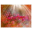 Sunlight Over Small Red Flowers - Reproduction de photo sur toile tendue-19241379