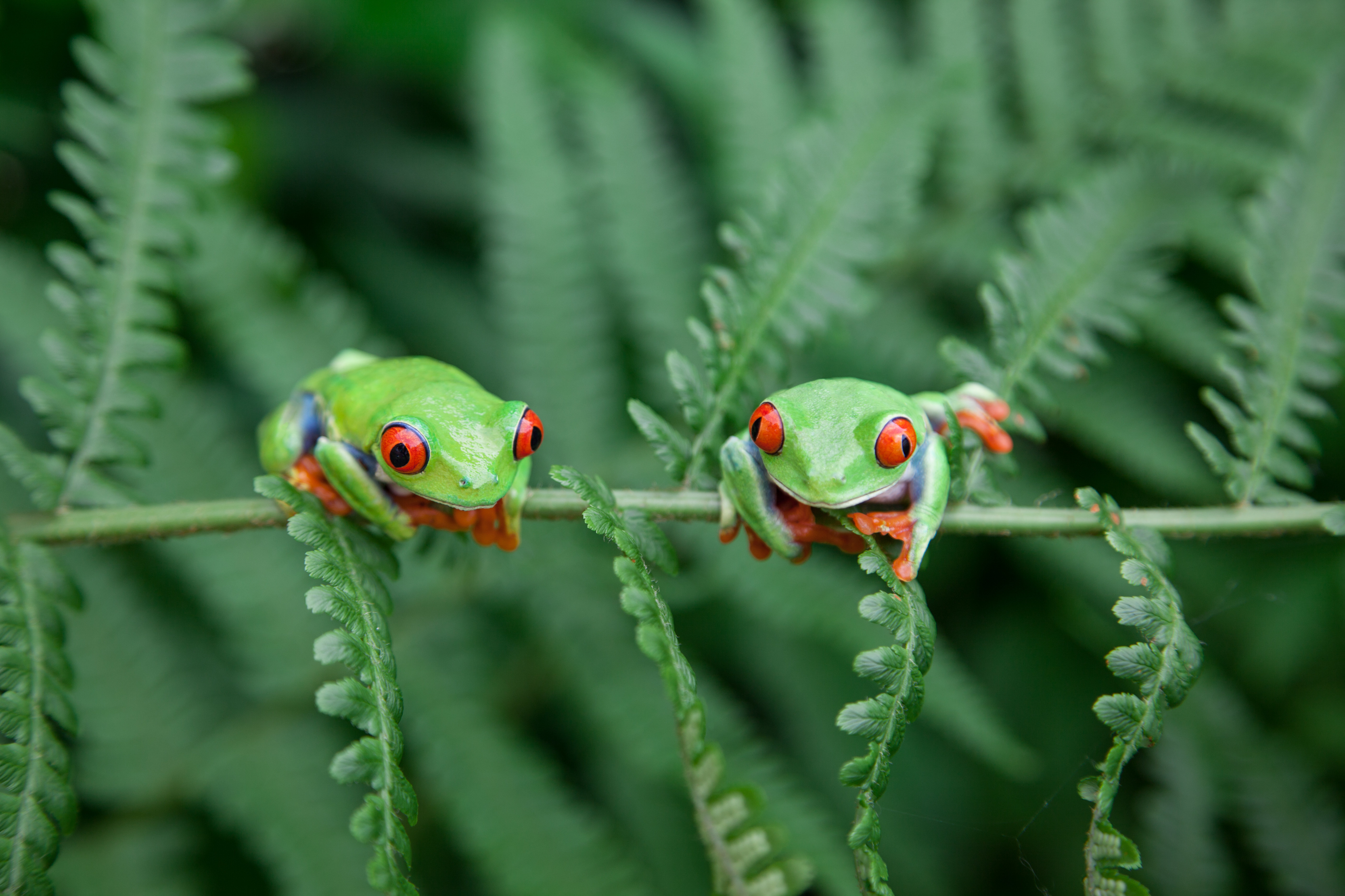 17 Stories Two Frogs On A Plant by Kerkla - No Frame Art Prints on ...