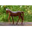 Avaliese Animals Figurines & Sculptures