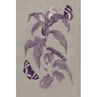 " Nature Study In Plum & Taupe I " by Maria S. Merian Painting Print