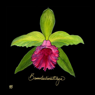 Orchidée vive I
