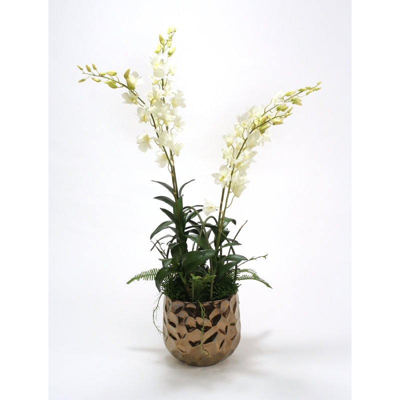 Mélange de orchidées blanc et de gabi vert dans un pot de fleurs