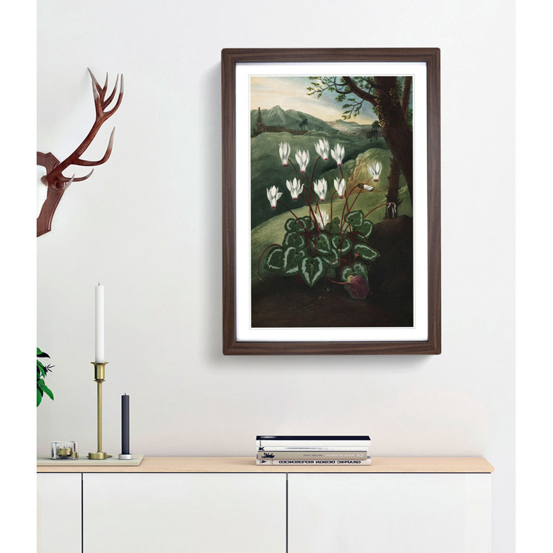 The Persian Cyclamen by R.J. Thornton - Picture Frame Painting Print, Walnut Framed, 65cm H x 48cm W x 2cm D