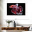 Poisson rouge et blanc Betta-107886583