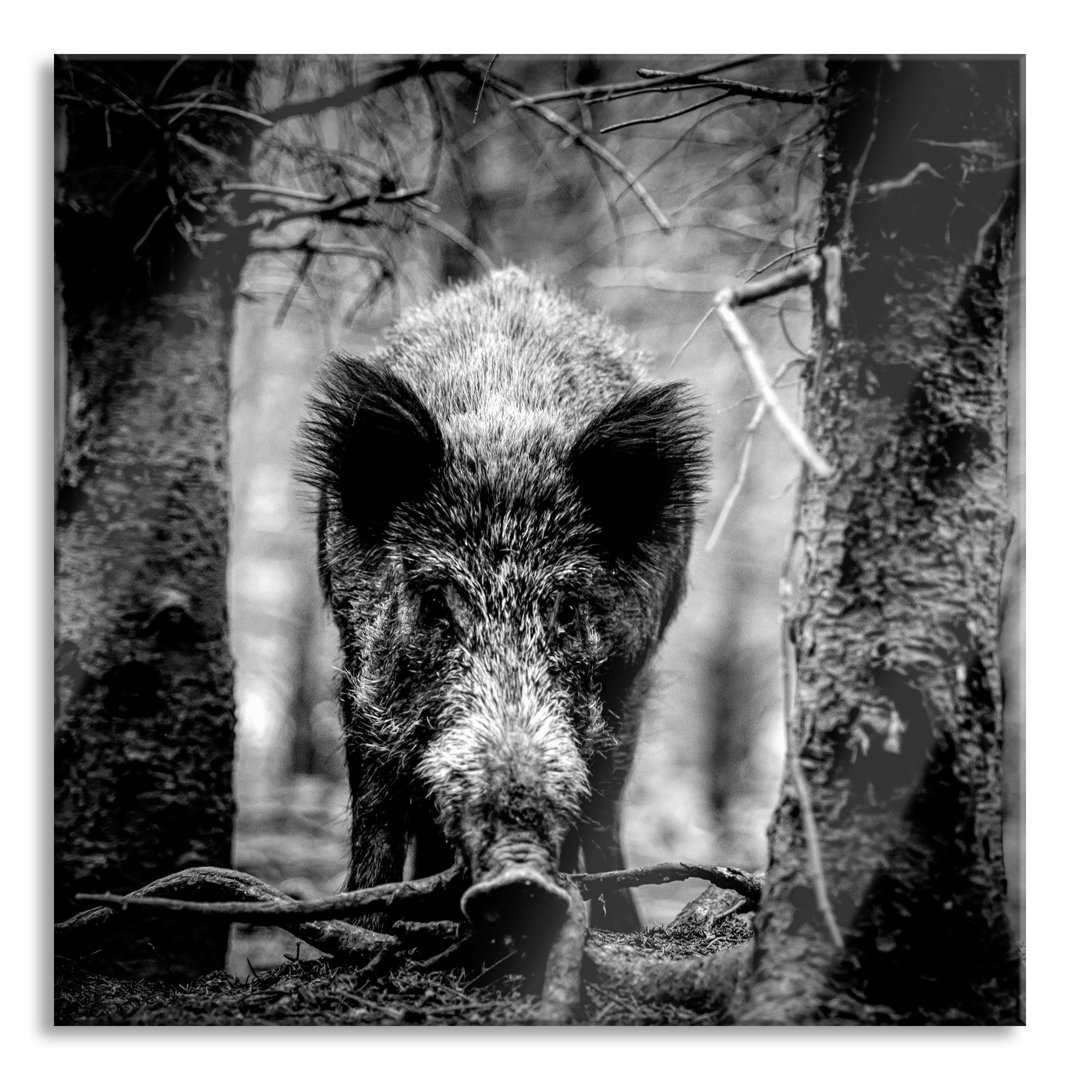 Glasbild Nahaufnahme Wildschwein im Wald, monochrom