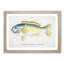 An Illustration Of A Wrasse Fish by F.E. Clarke - Single Picture Frame Painting-55545024-55545023