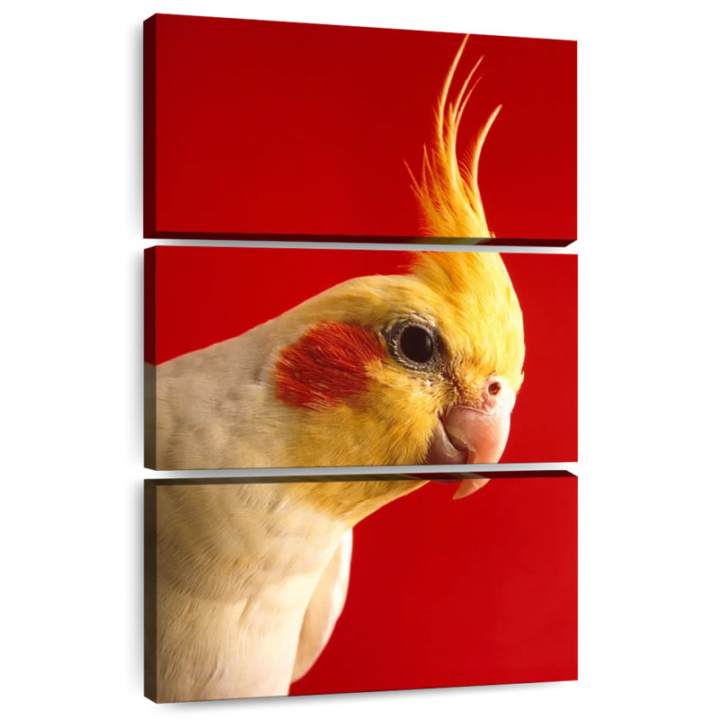 Cockatiel Brampt Lutino, H 32 po x l 20 po