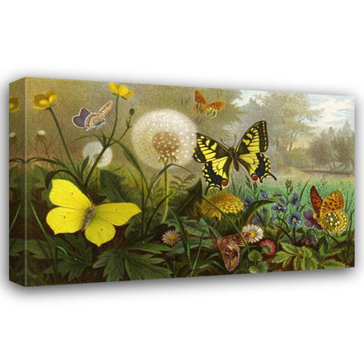 «The Insectes, Centipedes and Spiders Pl 10» par Alfred Edmund Brém
