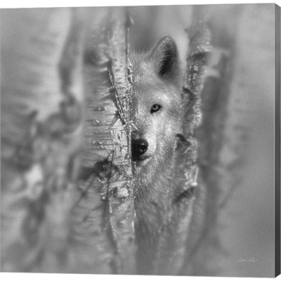 Loup - concentré - noir et blanc par Collin B Google