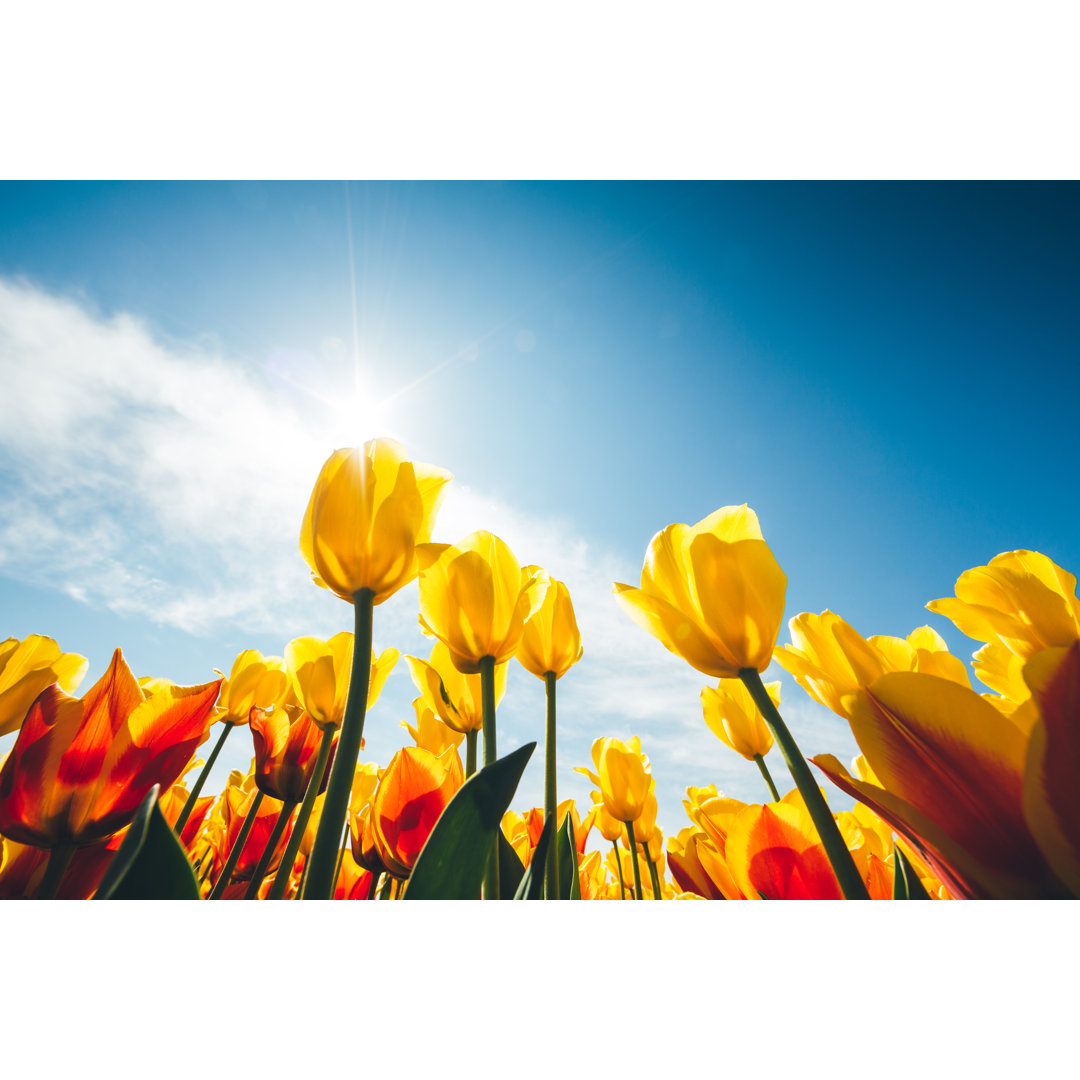 Bunte Tulpen von Borchee - Druck auf Leinwand ohne Rahmen