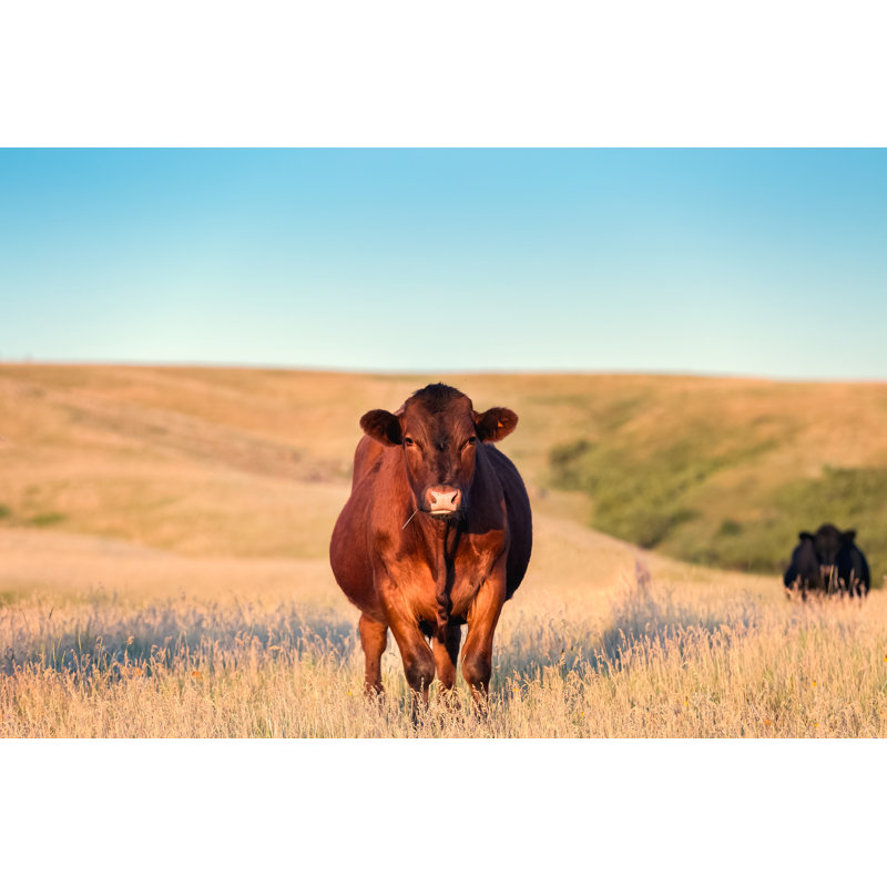 Red Angus Cow - Wrapped Canvas Print, 51cm H x 76cm W x 3.8cm D