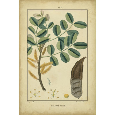 Vintage Turpin Botanical VII by Turpin - Wrapped Canvas Art Prints