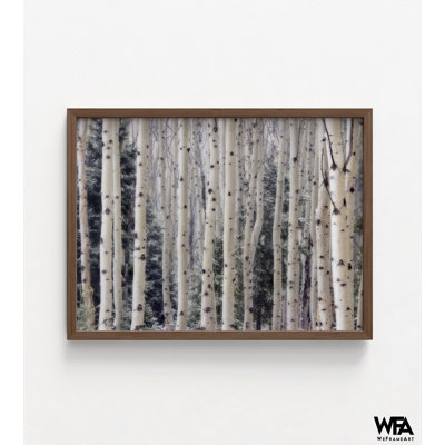 Birch Forest Photography Print, Framed Aspen Trees Print, Birch Tree Wall Art, Nature Wall Decor,Forest Photography Wall Art,Framed Wall Art