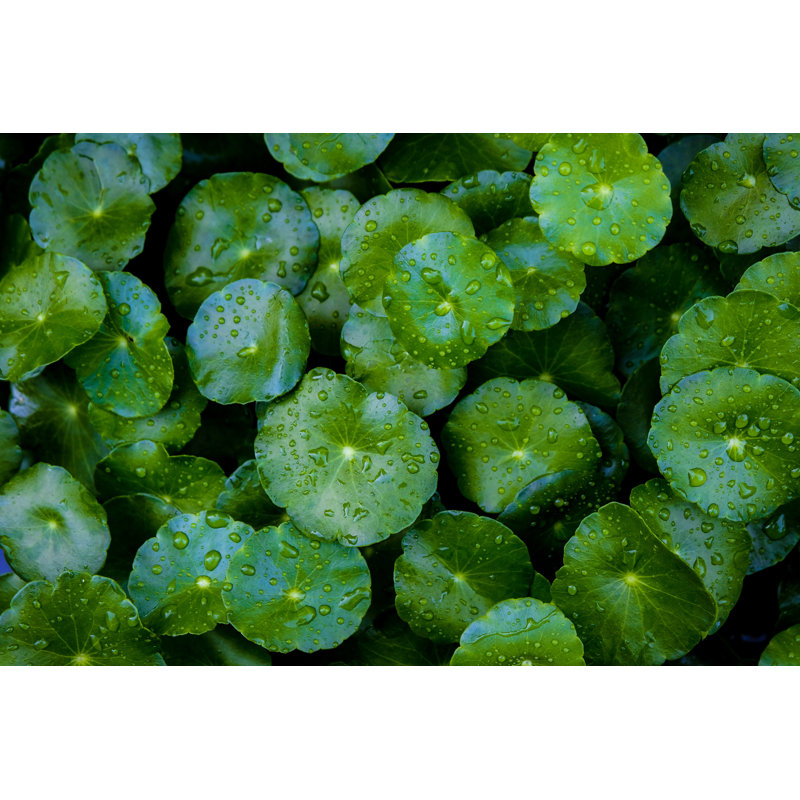 Asiatic Leafs by Dilok Klaisataporn - Wrapped Canvas Print, 30cm H x 46cm W x 3.8cm D