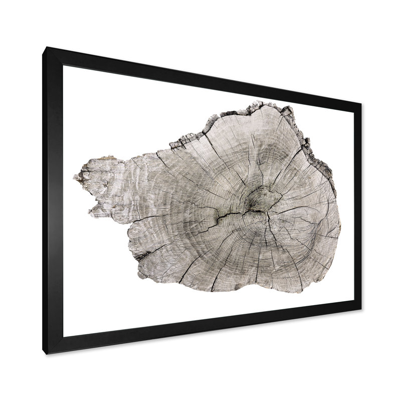 Coupe transversale d'un tronc d'arbre - reproduction sur toile, Toile avec cadre noir, H 8 po x l 12 po x P 1 po